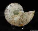 Gorgous Inch Split Ammonite (Half) #587-1